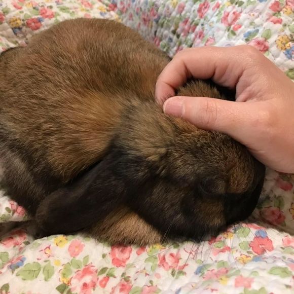 Meet your Posher, Misty - Picture 1 of 1